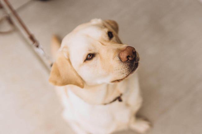 Sutter the Guide Dog